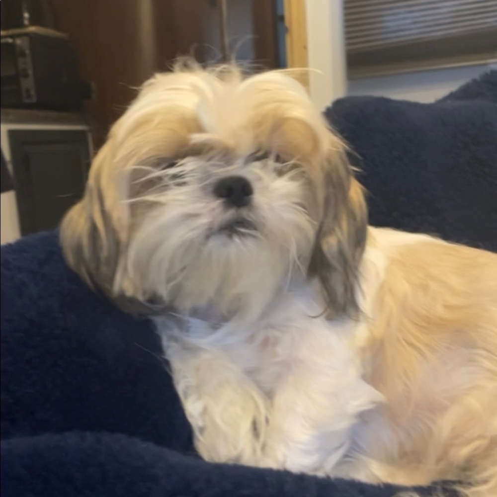 Meet your Posher, Madison